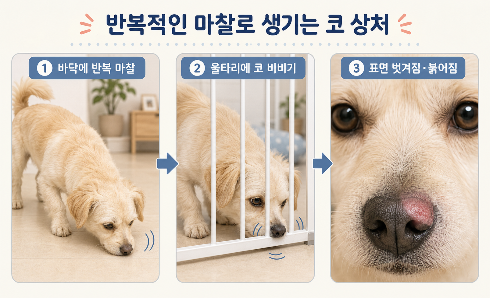 강아지가 바닥과 울타리에 코를 반복적으로 문질러 생기는 코 상처 과정을 설명하는 이미지