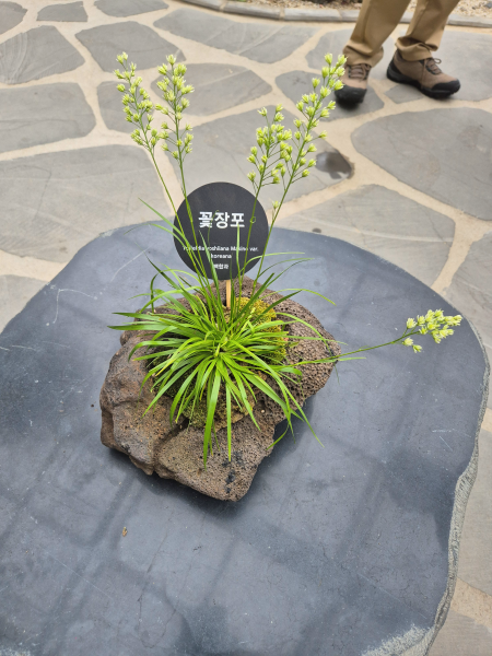 현무암 화분 위에 피어난 연둣빛 꽃창포와 '꽃창포' 이름표