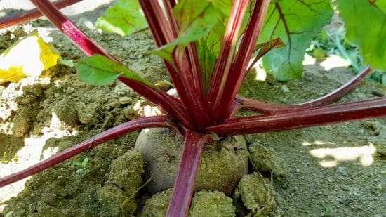 비트-빨간무-재배법-병충해-방제법-잘록병-갈색점무늬점-흰띠명나방