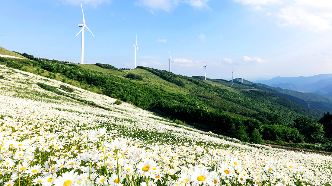 평창 육백마지기 샤스타데이지 개화 시기·위치·주차 정보 총정리