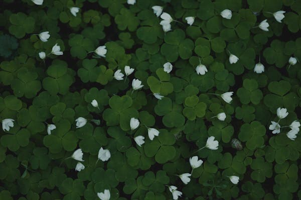 기후 변화 대응을 위한 시민 과학의 기여