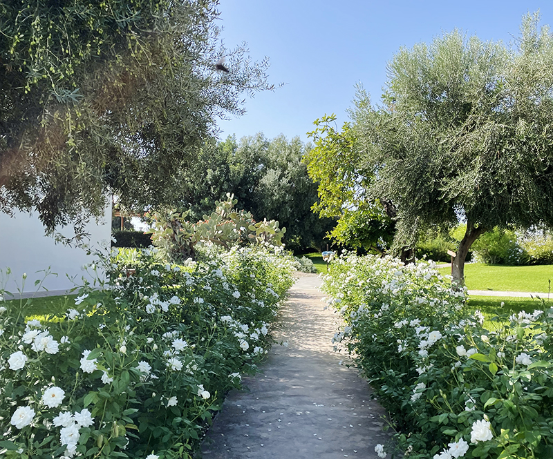 한여름, 감정의 흐름을 깨우는 아침 향기 블렌딩