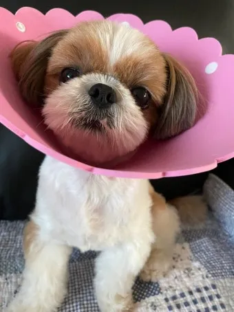 고양이가 발 핥는 이유_33