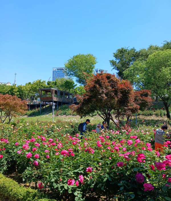 장미공원 장미화단