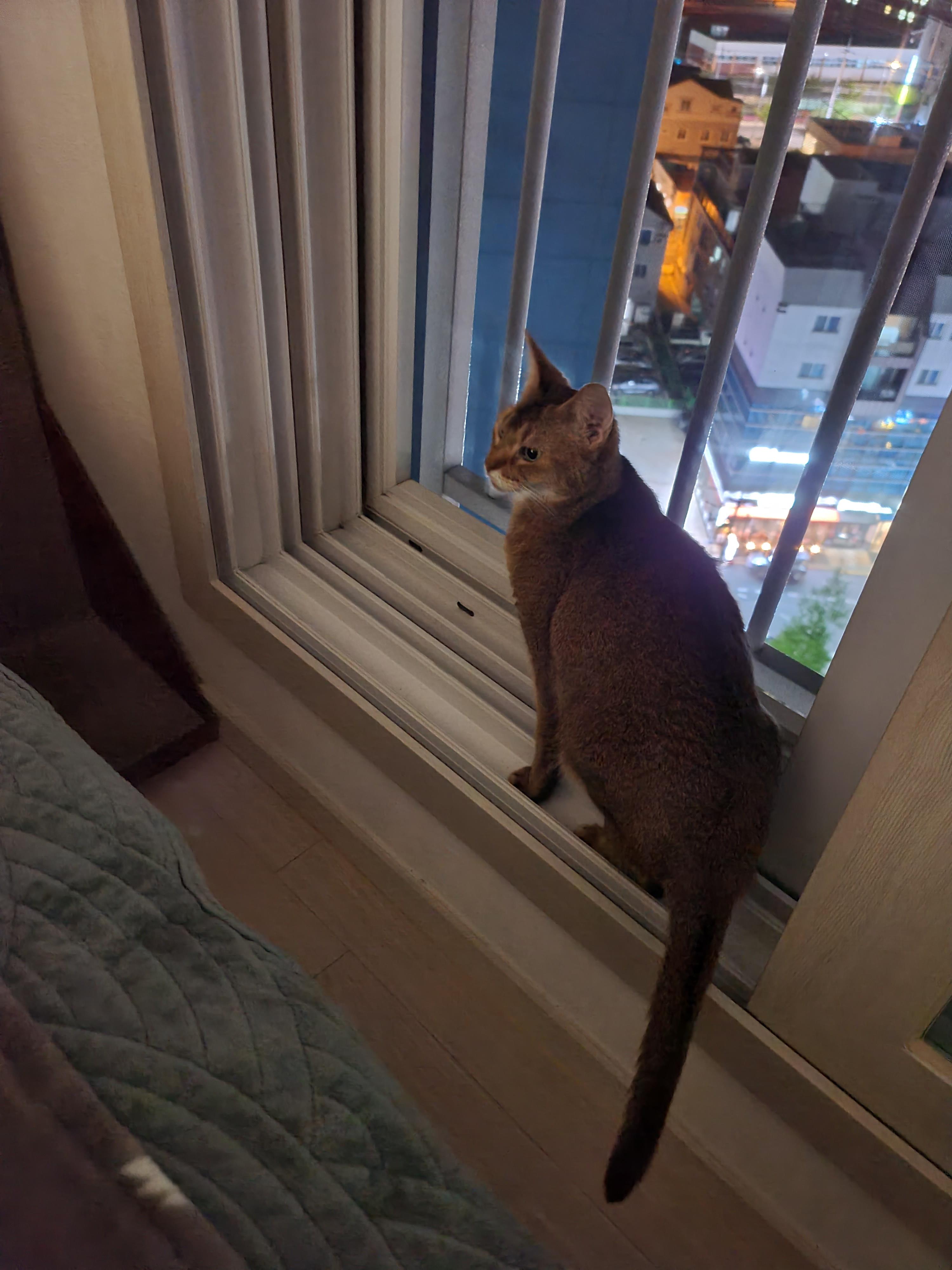 창밖구경을 좋아하는 고양이들의 낙상사고와 가출 예방을 위한 방묘창의 필요성.