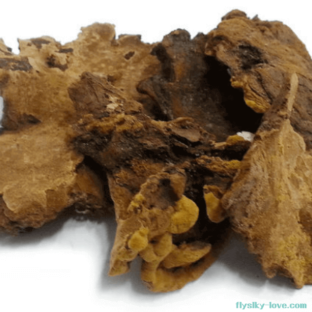 항염작용에 효과적인 찔레버섯