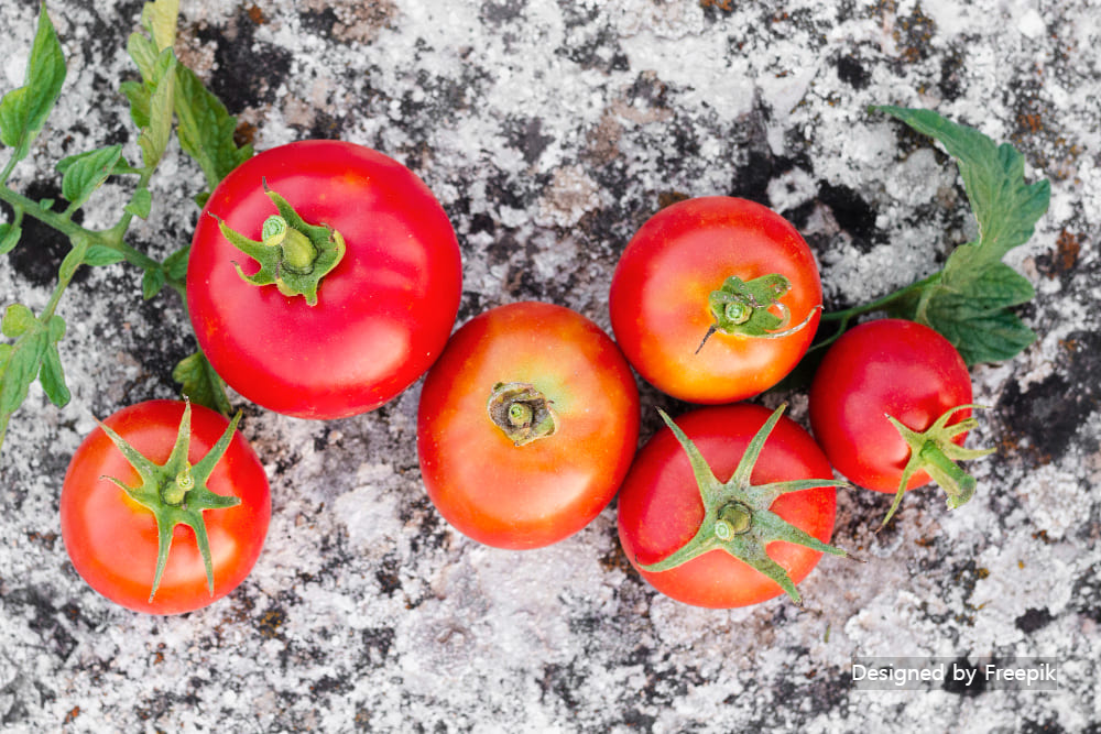 방울토마토 키우기
