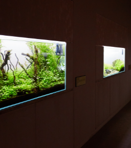 화담숲 예약 모노레일 예약 관람방법