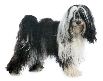 하얀 바탕의 티베탄테리어.