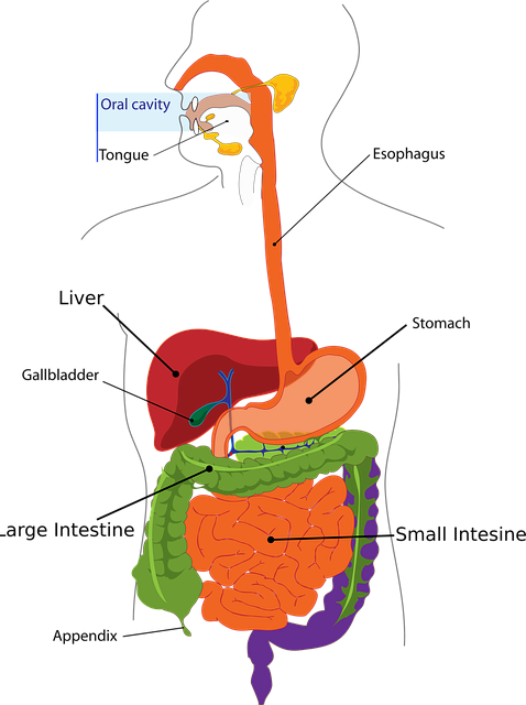 낮잠 전략(Nap Therapy)의 생리학적 근거
