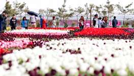 태안 세계 튤립 꽃박람회