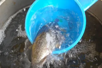 낚시터 물고기 방생법 바늘 제거 회복 수질 보호_3