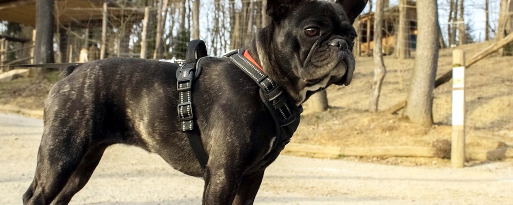 새끼 강아지 목욕 2