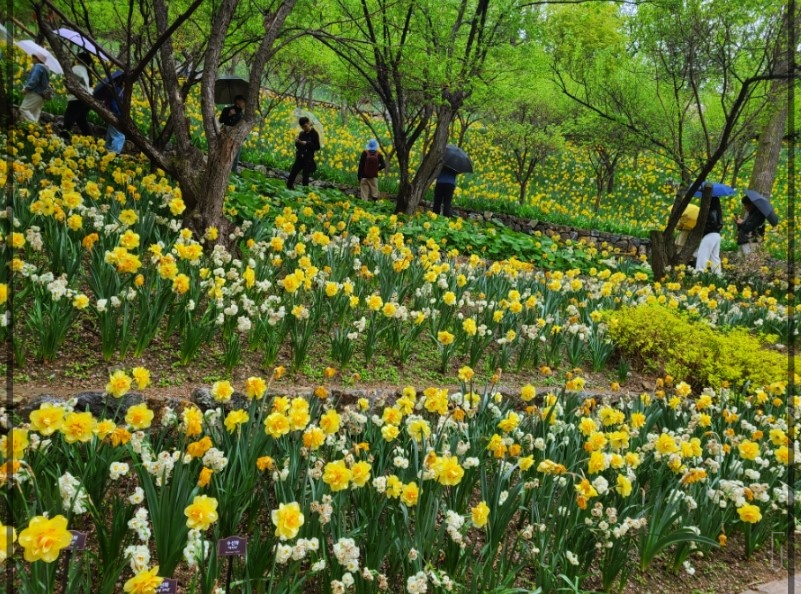 화담숲-벚꽃-주차-3