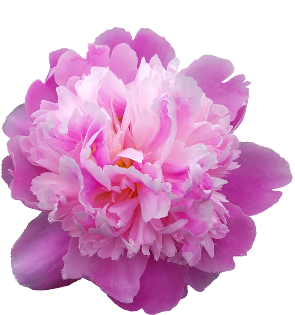 환호작약 뜻 유래 의미 기쁨 고사성어_2