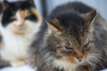 통증을 느끼는 고양이.