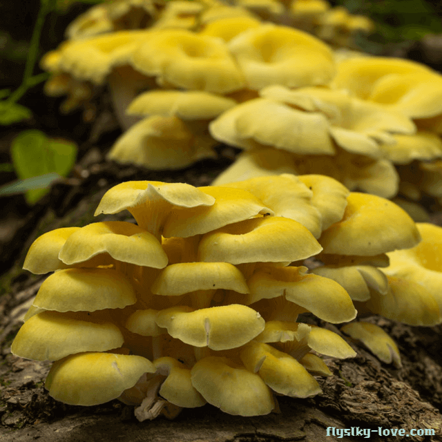 혈행 개선에 효과적인 노랑느타리버섯