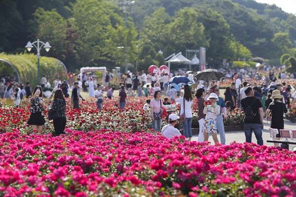 장미원 산책길과 장미꽃이 어우러진 풍경
