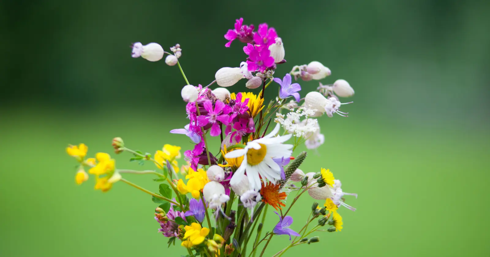 곰배령 입산 시간과 탐방 코스