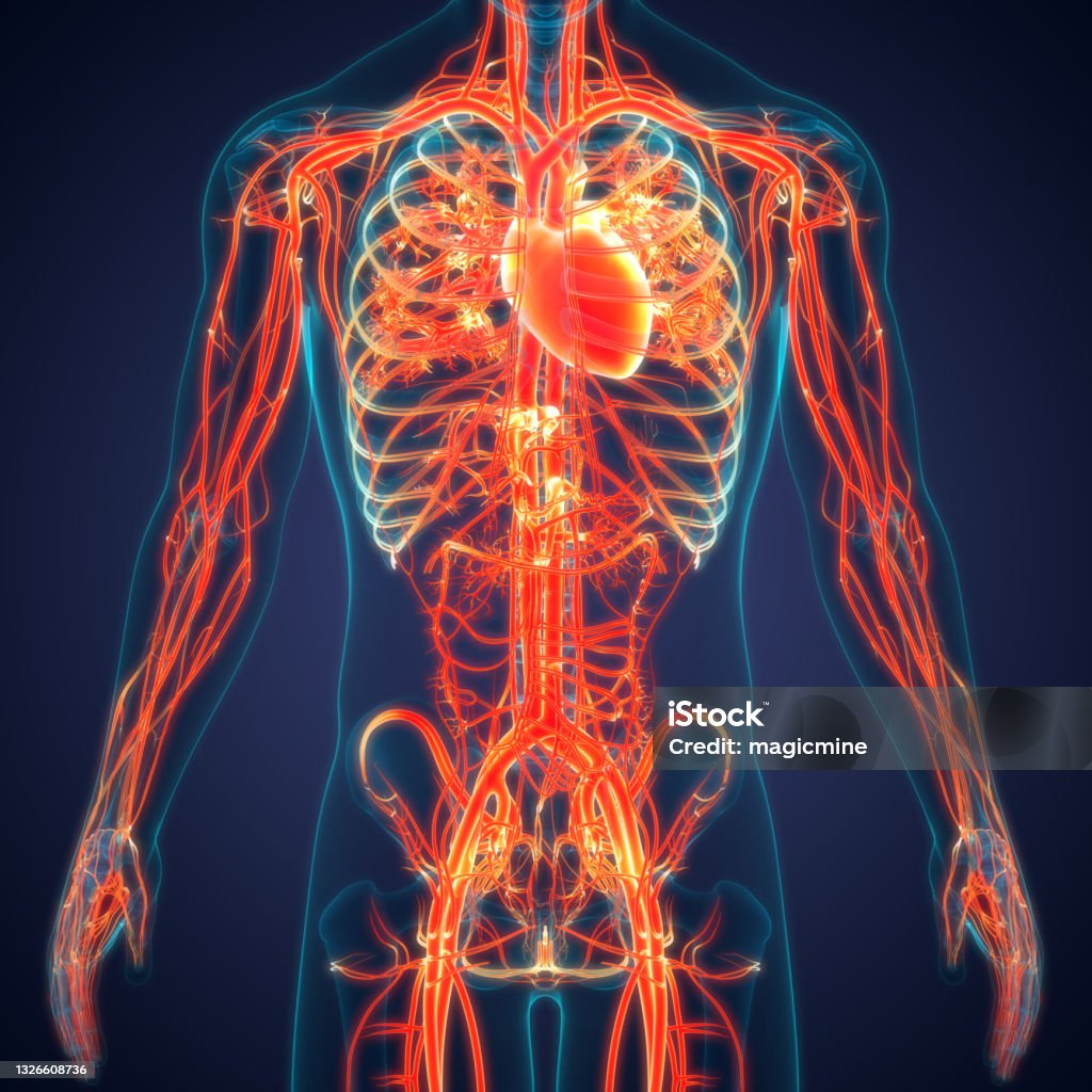 혈관병원 선택 가이드: 정확한 진단과 치료를 위해 반드시 알아야 할 핵심 정보