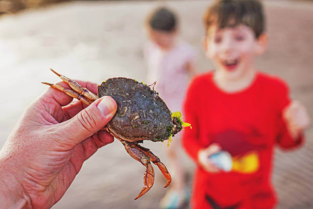 꽃게찌는 법, 건강한 제철요리 즐기기