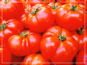 토마토의 효능과 부작용 요리방법까지