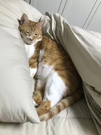 작은고양이 쪼꼬미 냥이 매력 탐구 귀여움 분석_8