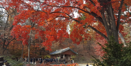 단풍시기
