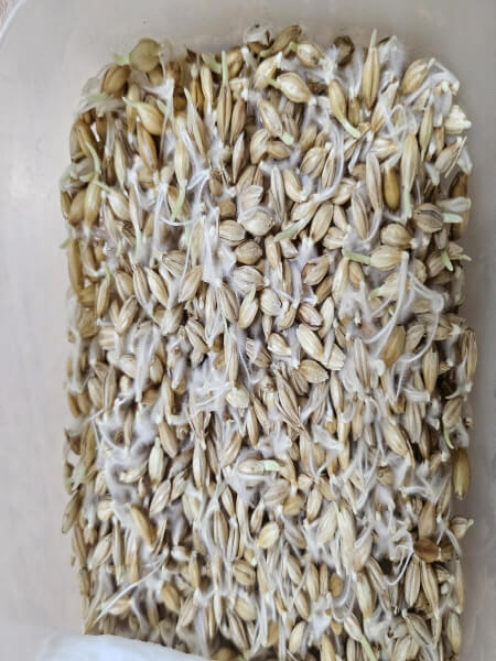 뿌리가 난 새싹보리 씨앗