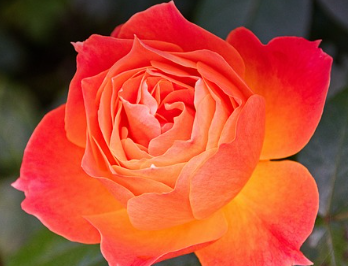 부천 장미 개화 시기 3