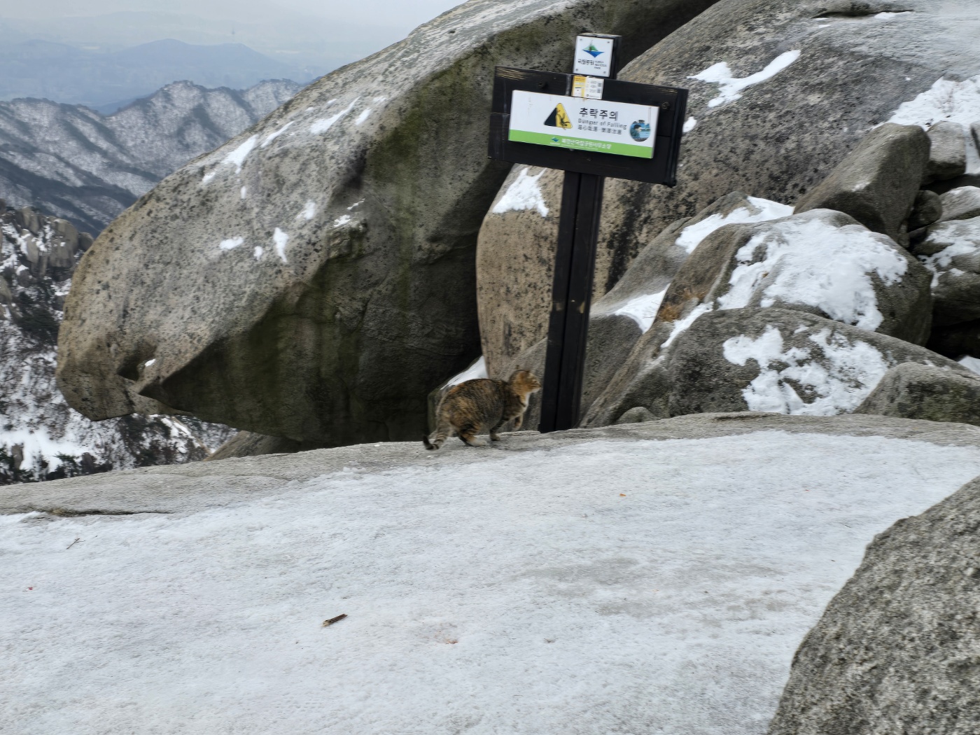 유명한 북한산 고양이
