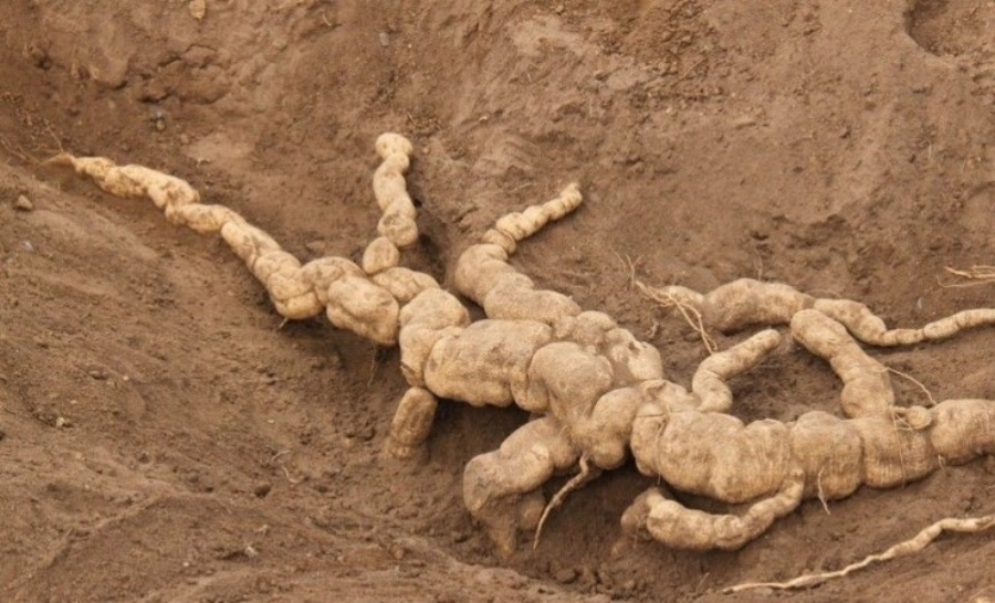 야생에서 자라고 있는 하눌타리의 뿌리인 괄루근을 채취하기 위해 땅을 파서 그 모습을 찍은 사진