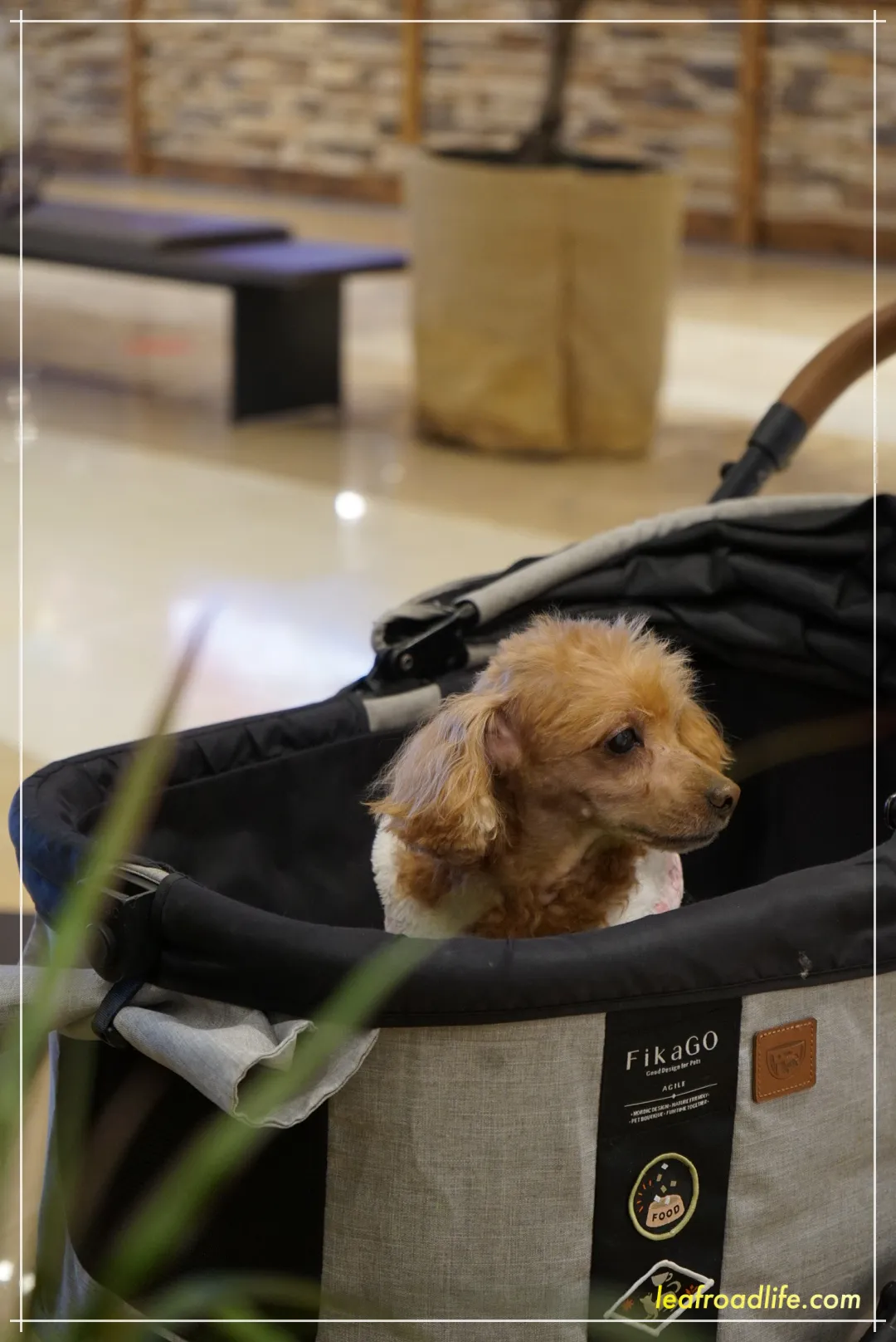 하남-스타필드-리프사운드-펫유모차-반려견-모습