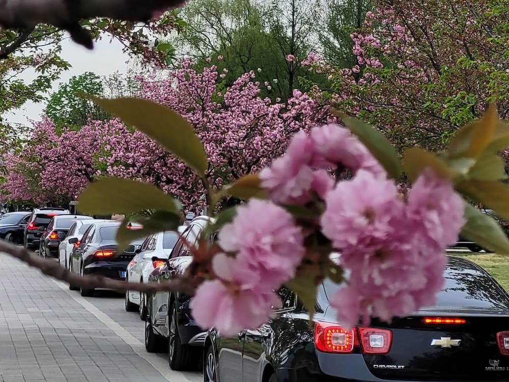 양수리 겹벚꽃 시즌 차량 정체 모습 실제 상황
