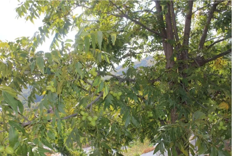 피칸 재배 기후 선택 전정 포인트 열매 건조_4