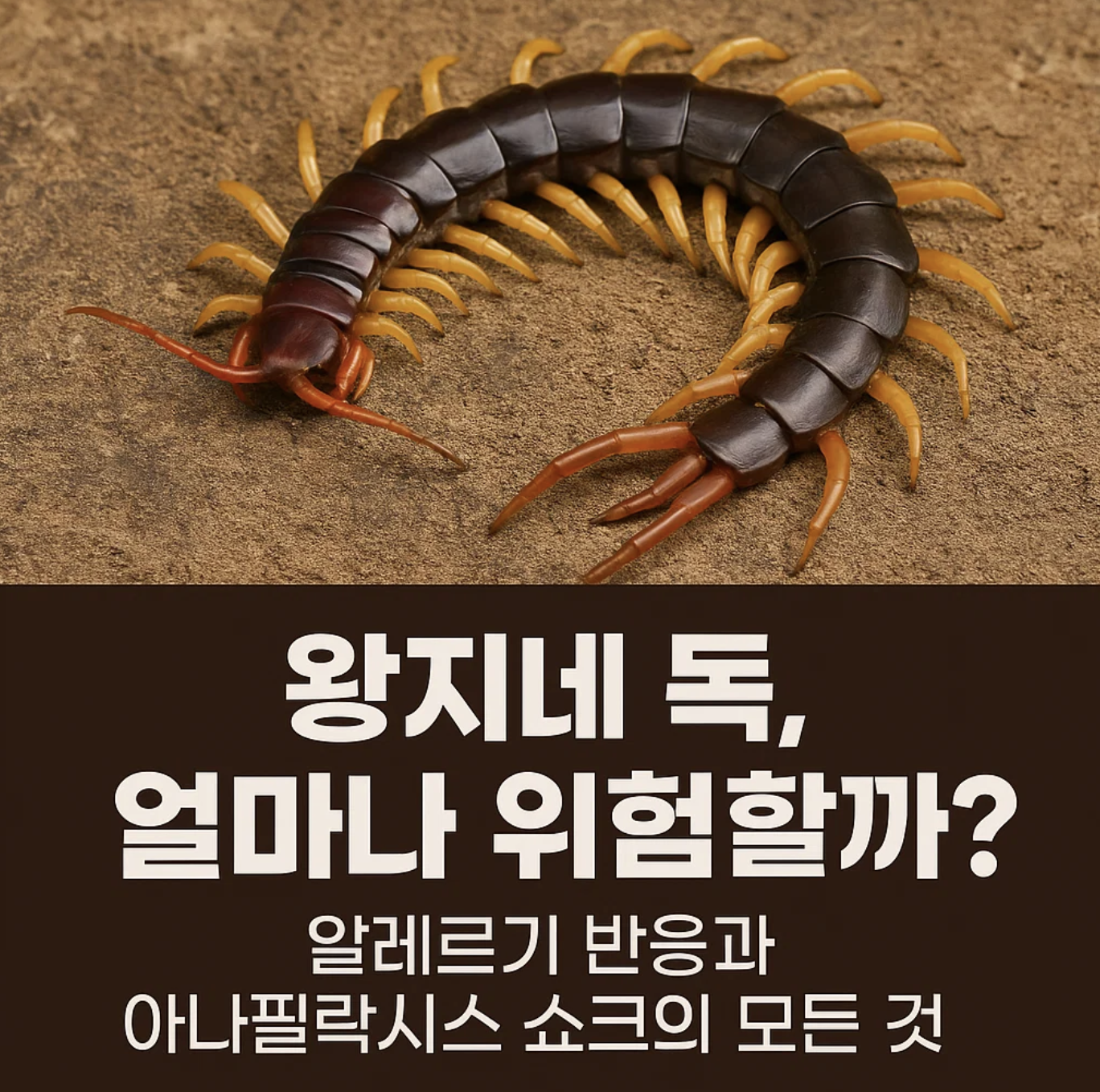 왕지네 독, 얼마나 위험할까? 알레르기 반응과 아나필락시스 쇼크의 모든 것