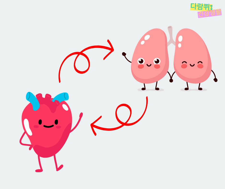 심장은 어떻게 산소를 공급받을까? 심장과 폐의 연관성