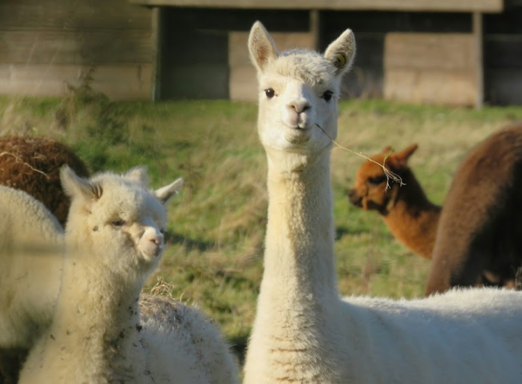피나클랜드 수목원
