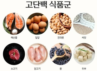 고단백 식품군