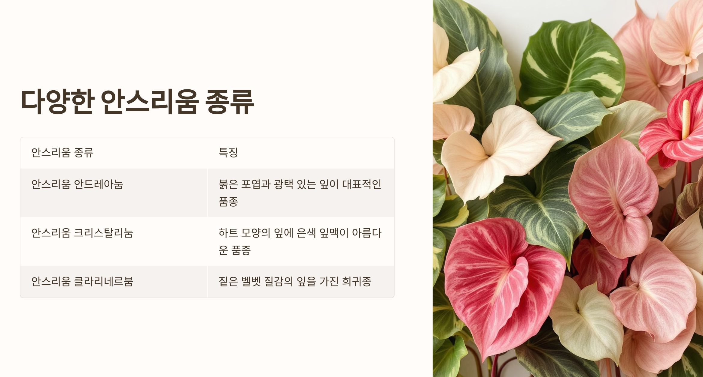 아스리움 꽃 사진