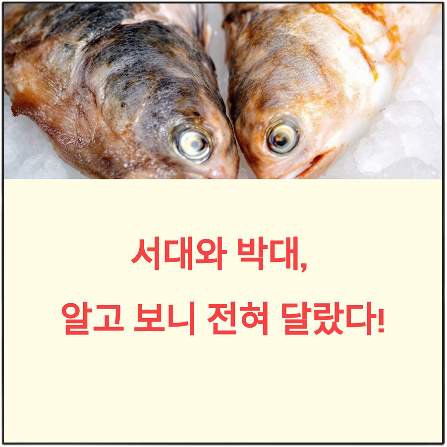 서대와 박대 차이점