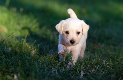 강아지가 풀숲에 뛰는 모습