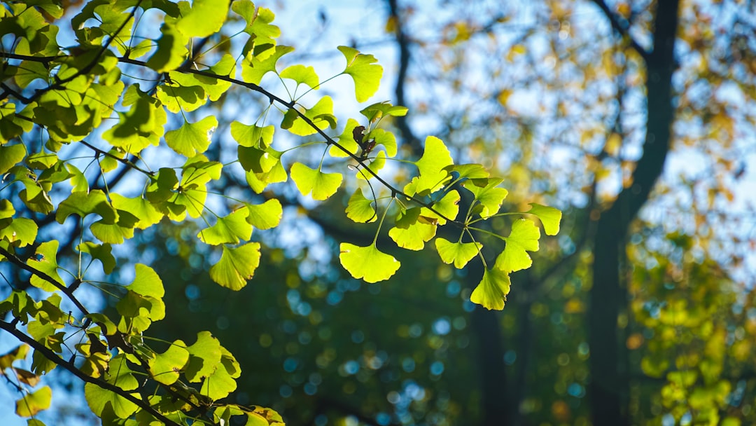 Ginkgo