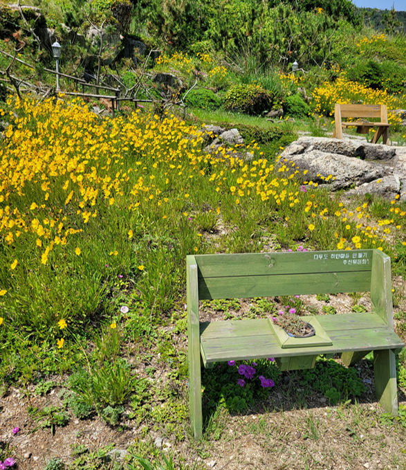 다무포하얀마을 꽃