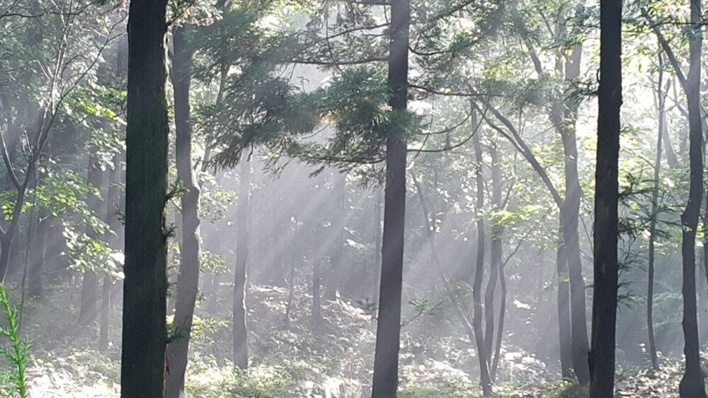 남해여행 가볼만한 곳 베스트10_ 08. 남해 편백자연휴양림
