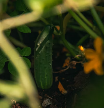 오이 효능 부작용 고르는법 칼로리