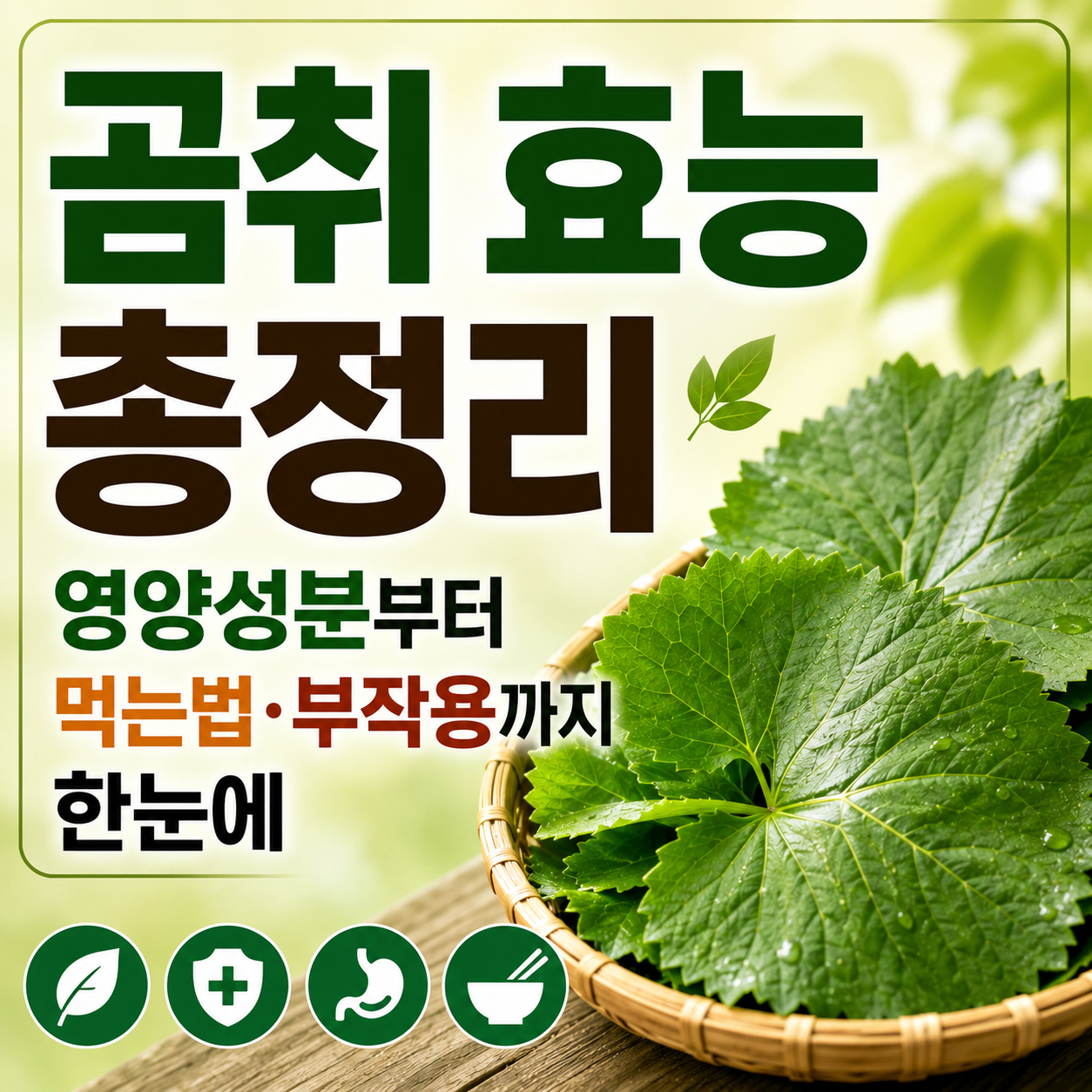 곰취 효능