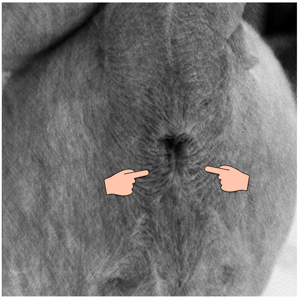 강아지 항문낭 짜주는 시기와 관리방법