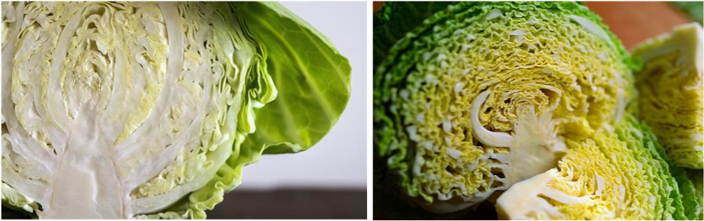 양배추와-사보이양배추-사진