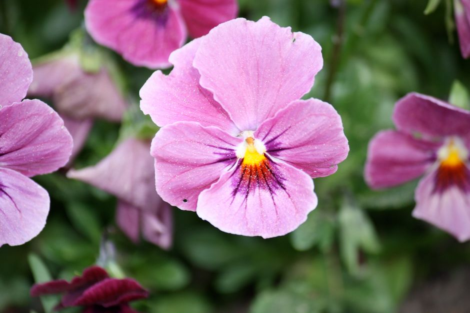Detailed close-up of a vibrant pink pansy flower amidst lush greenery. Perfect for floral themes.